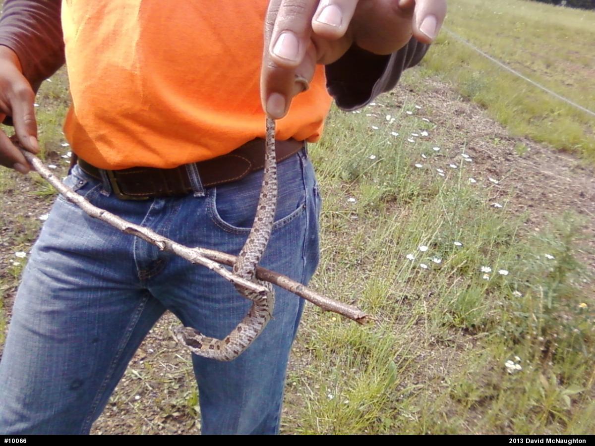 Eastern Hog-nosed Snake