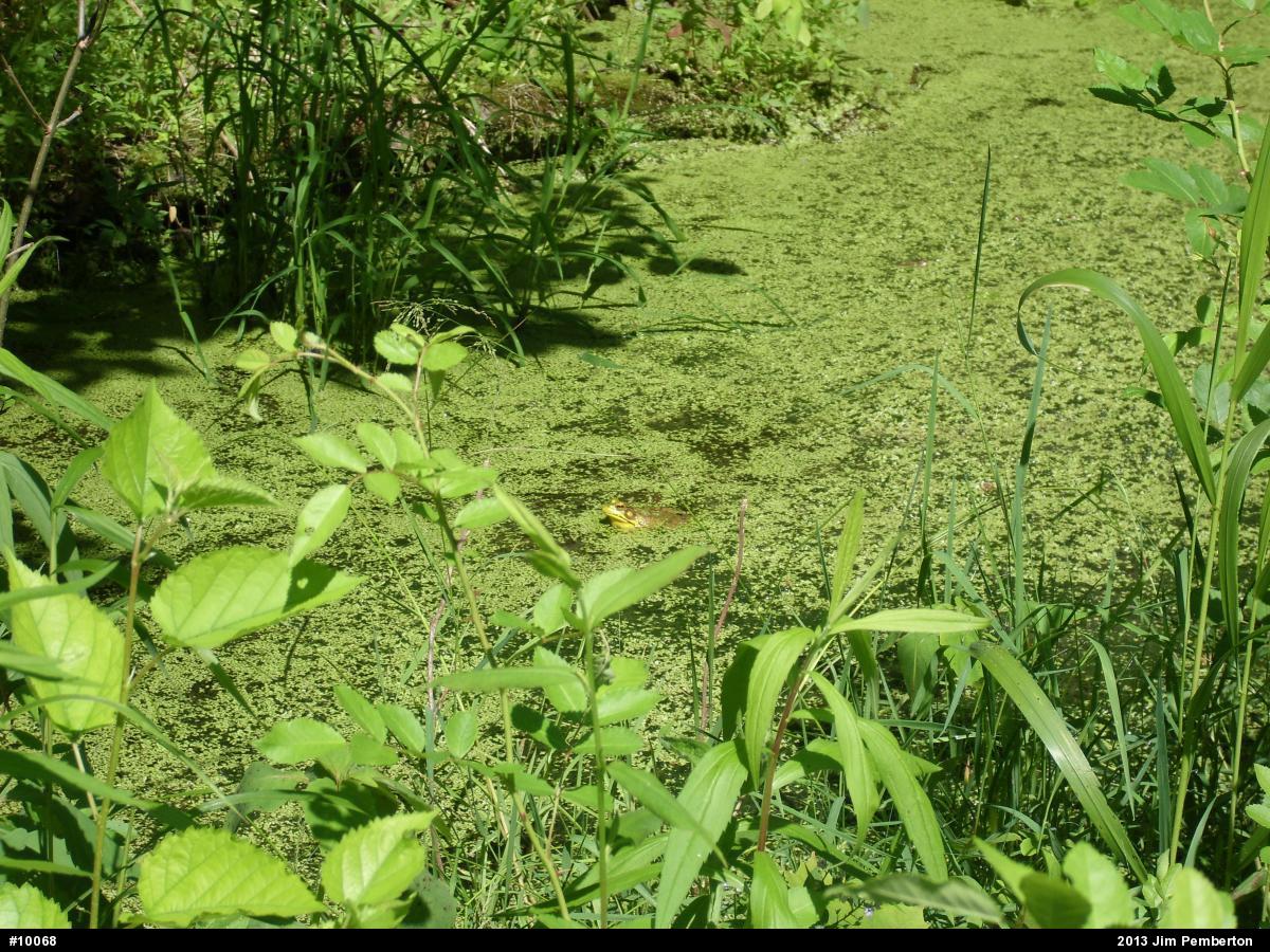 Green Frog