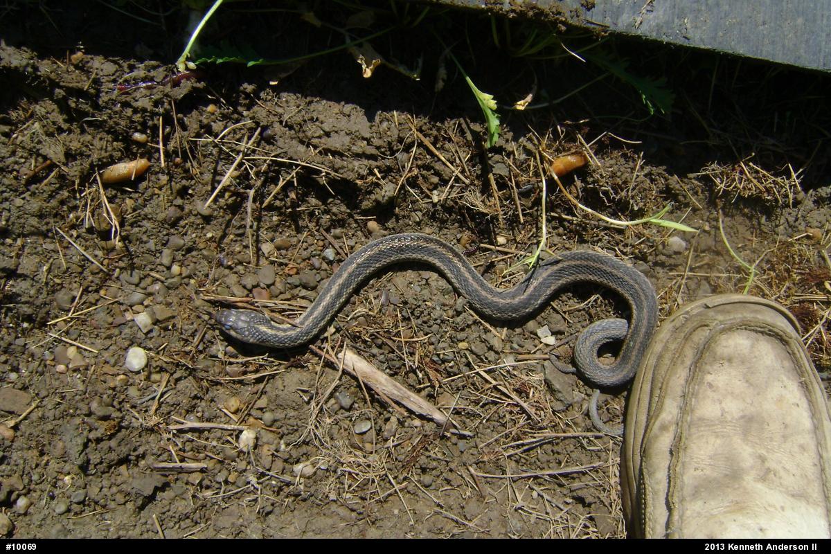 Eastern Gartersnake