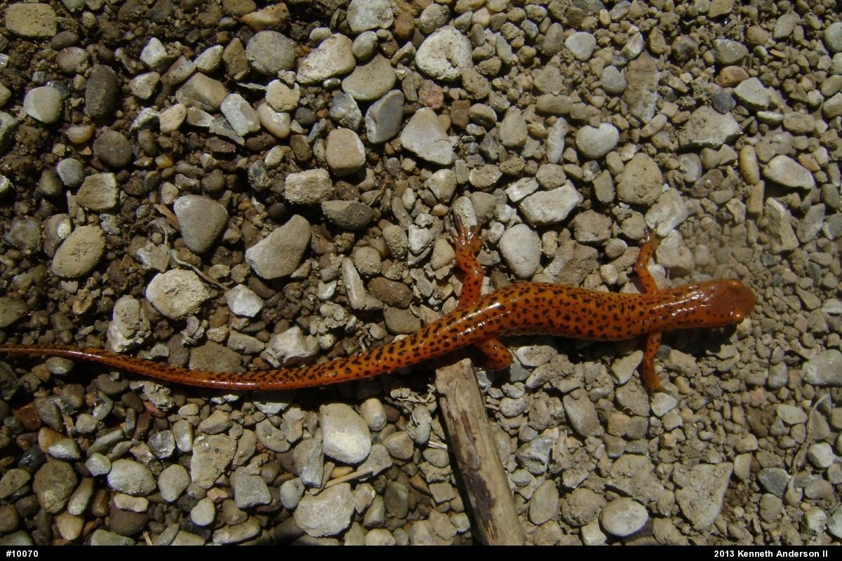 Eastern Long-tailed Salamander