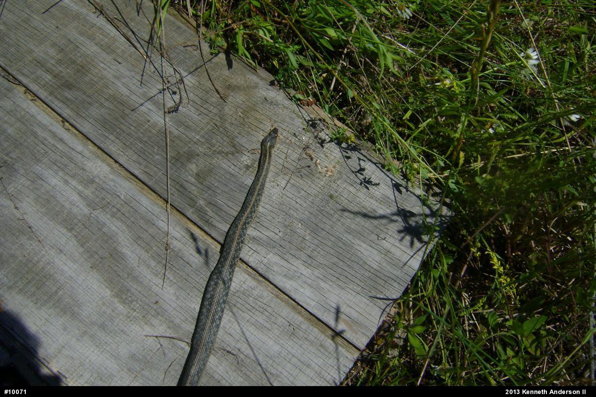 Eastern Gartersnake