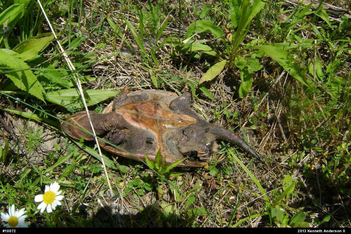 Snapping Turtle