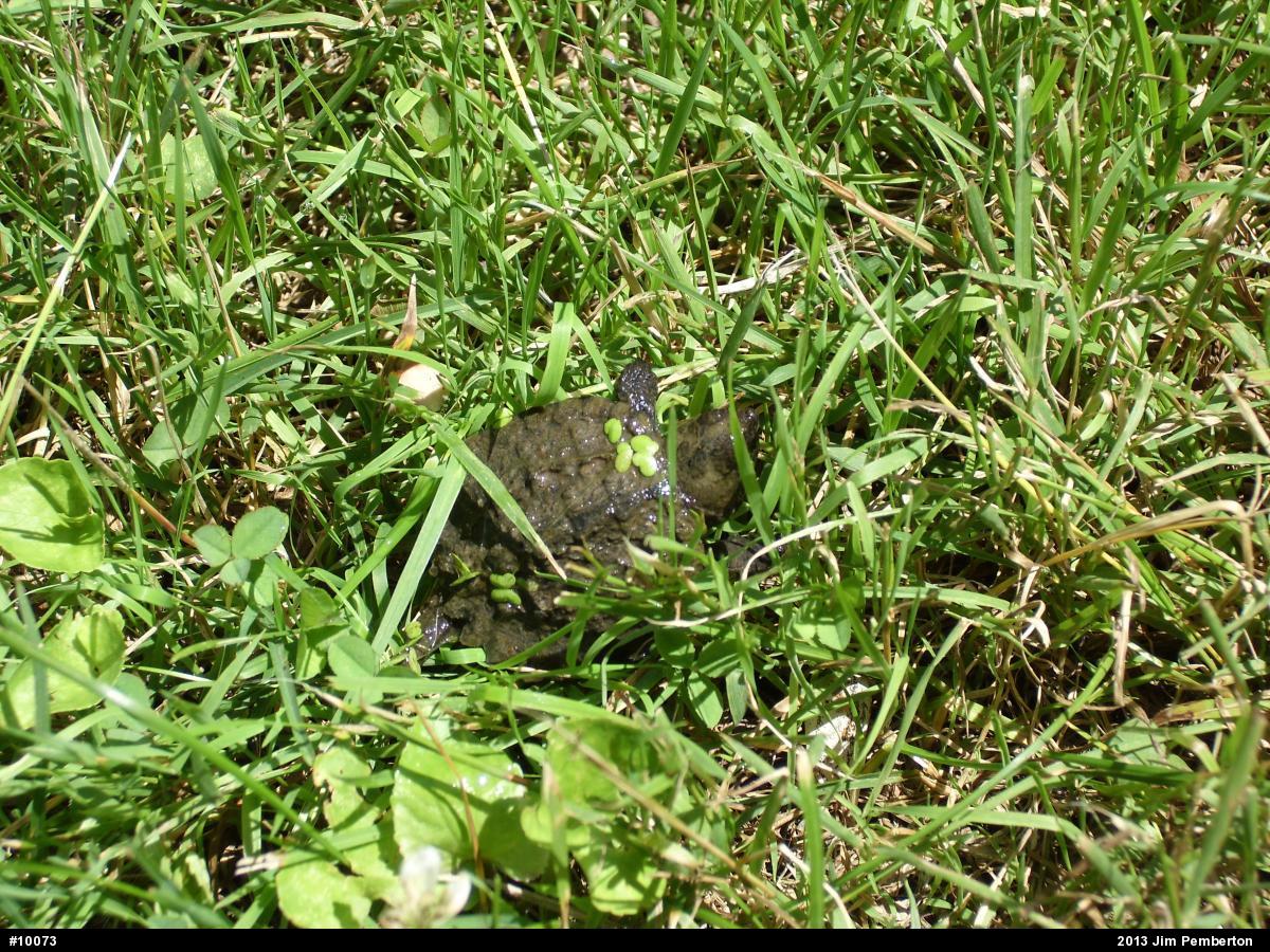 Snapping Turtle