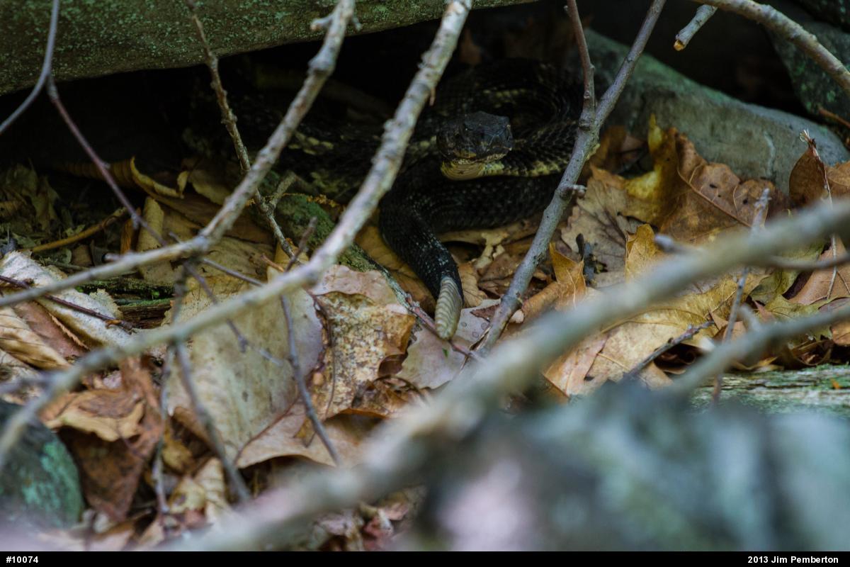 Timber Rattlesnake