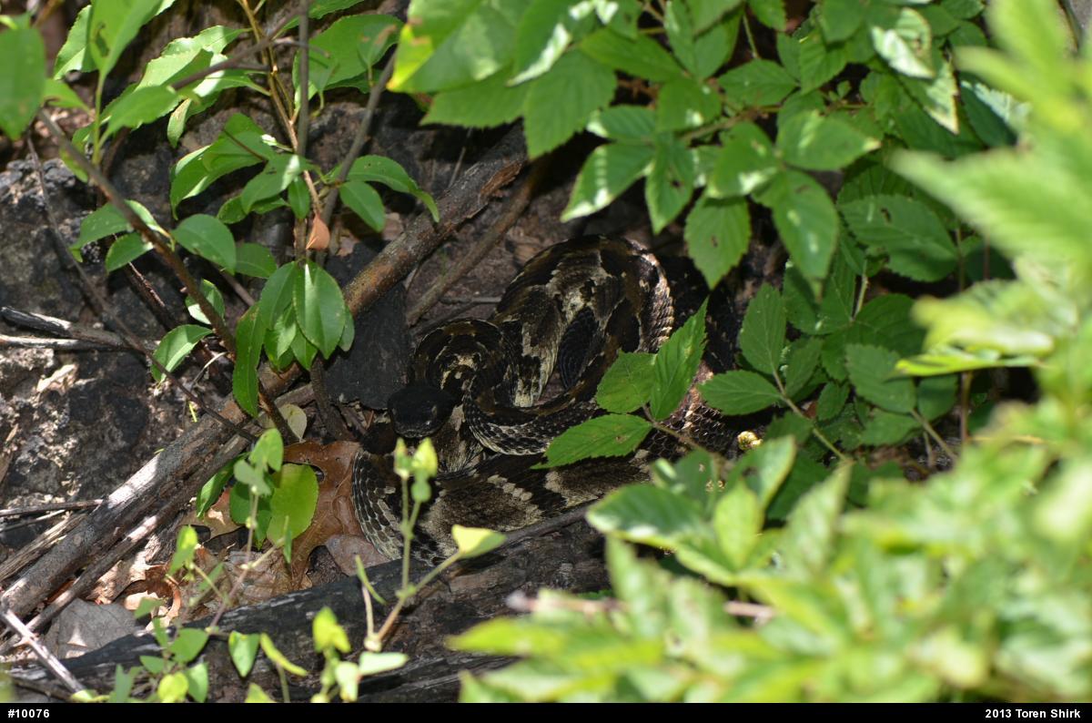 Timber Rattlesnake