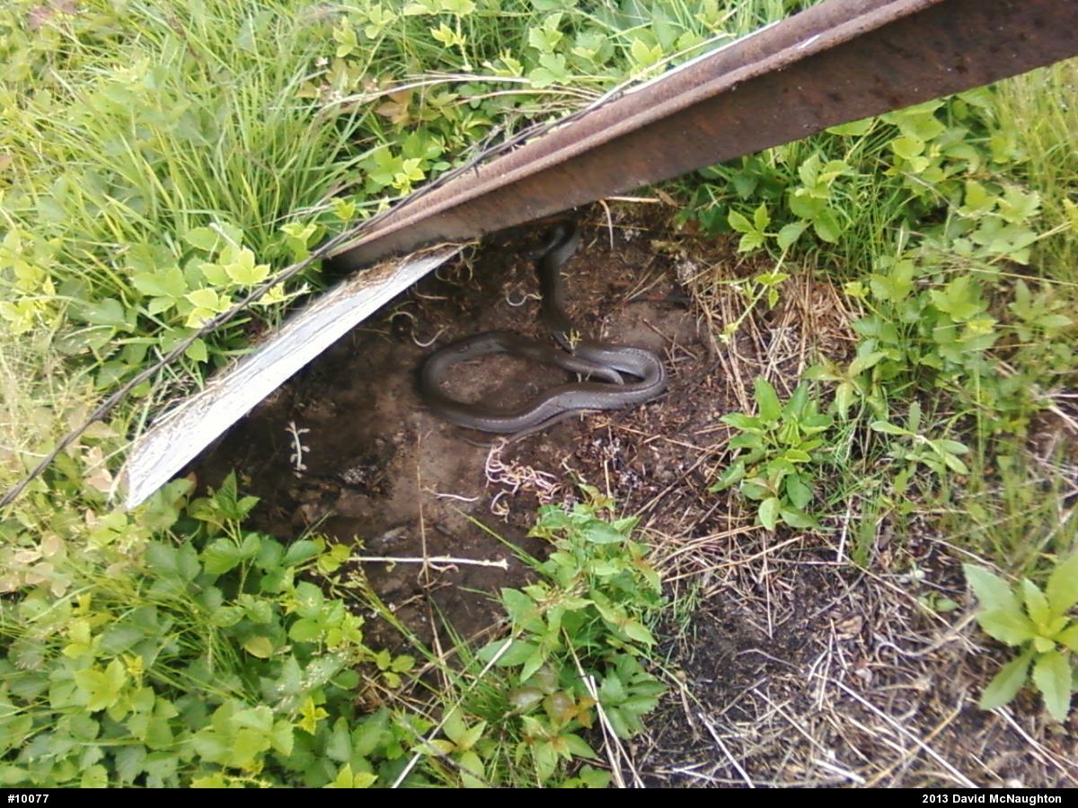 Northern Black Racer