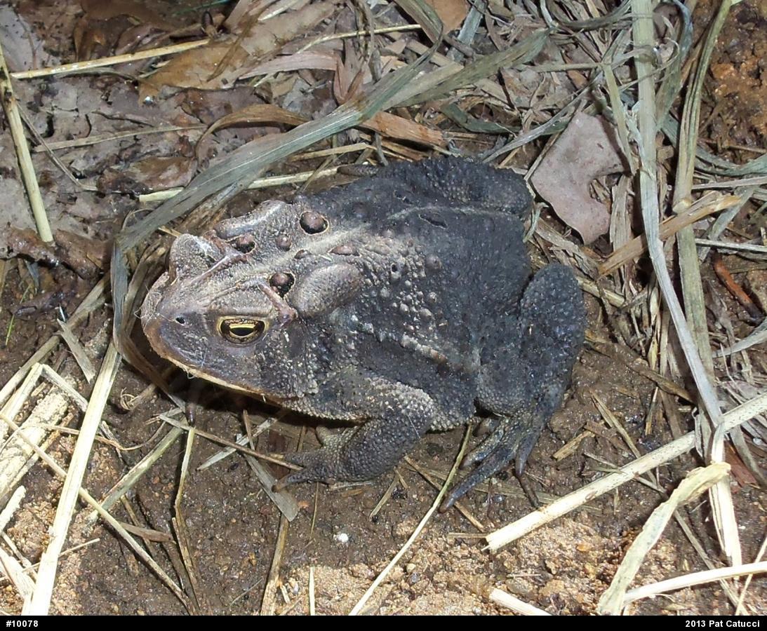 Eastern American Toad