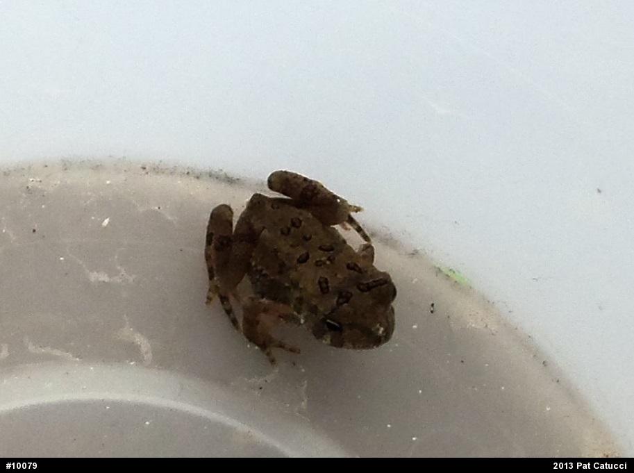 Eastern American Toad