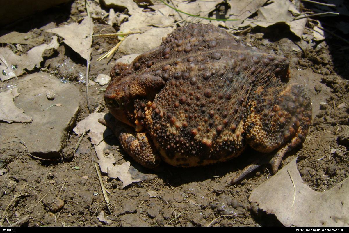 Eastern American Toad