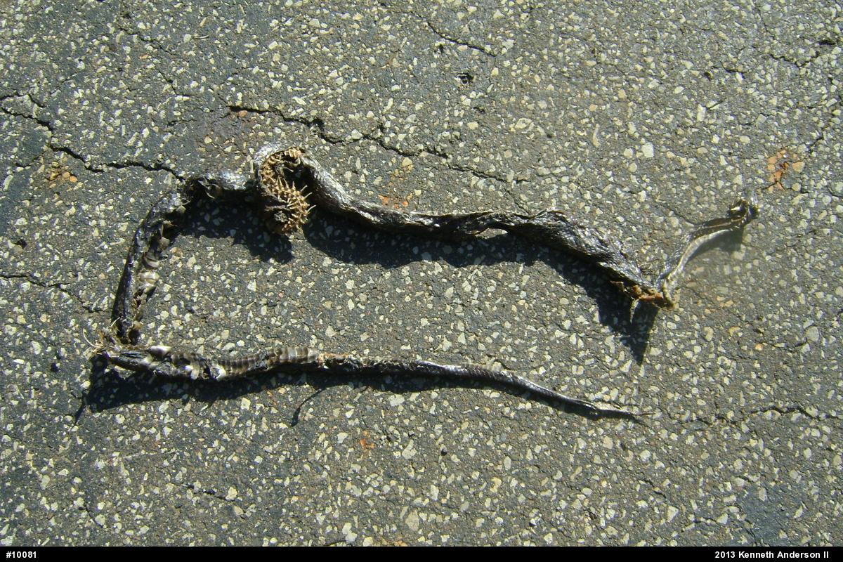 Eastern Ratsnake