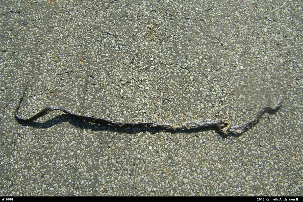 Eastern Ratsnake