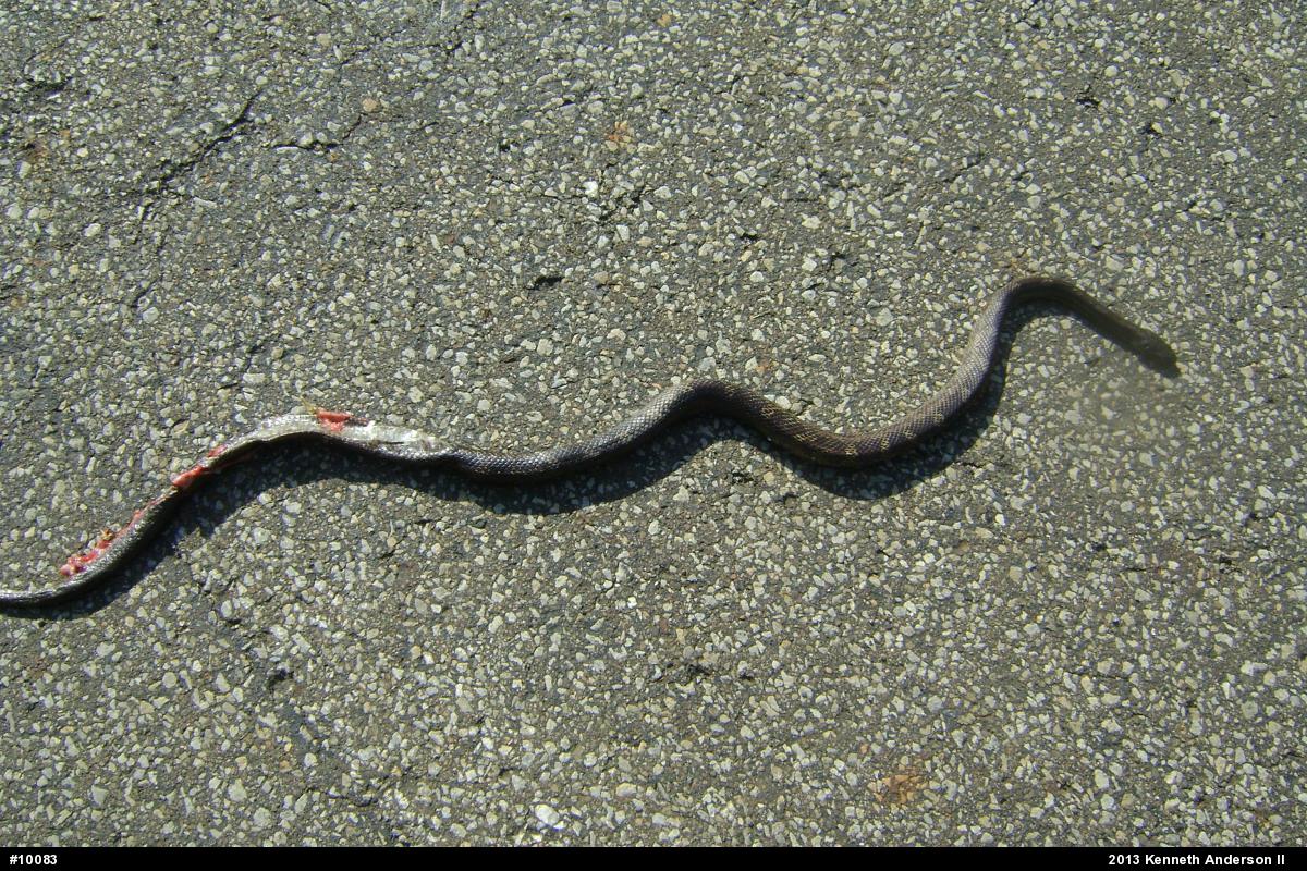Eastern Ratsnake