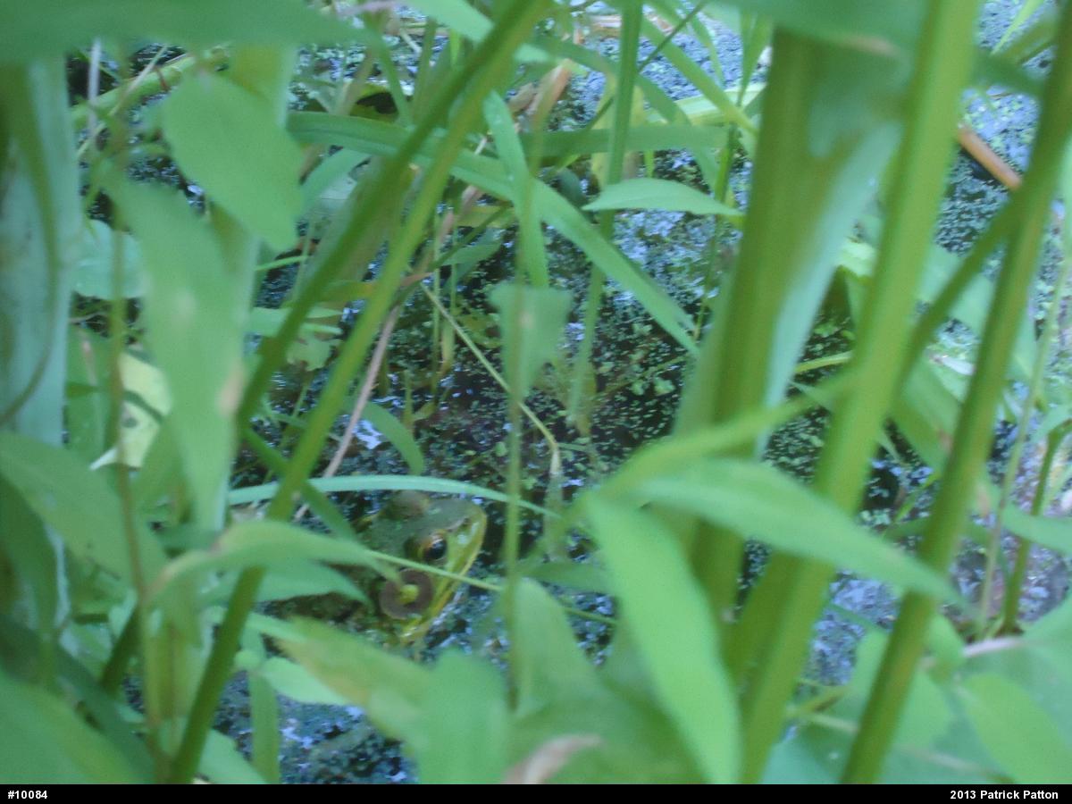 Green Frog
