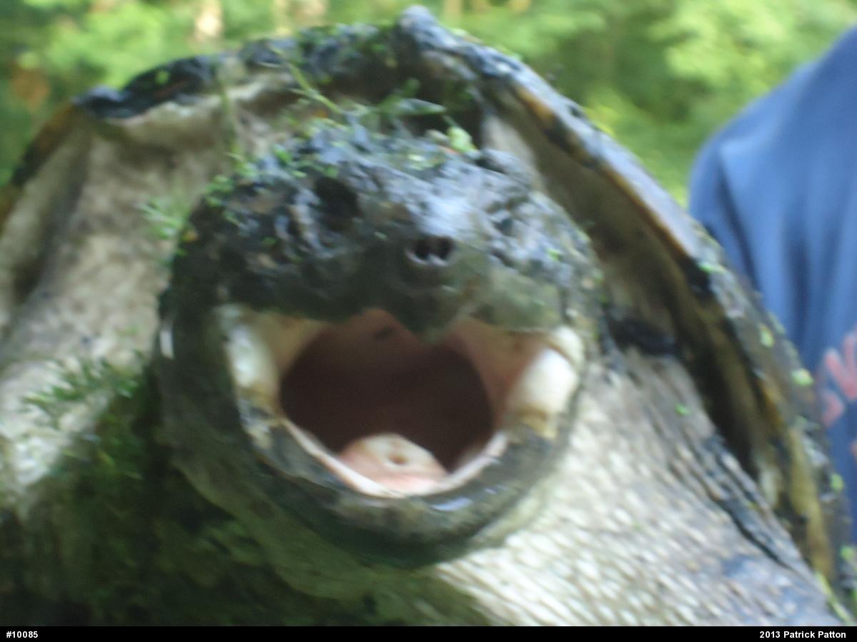 Snapping Turtle