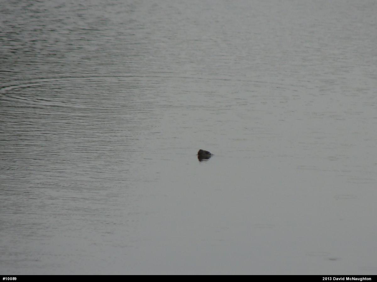 Snapping Turtle