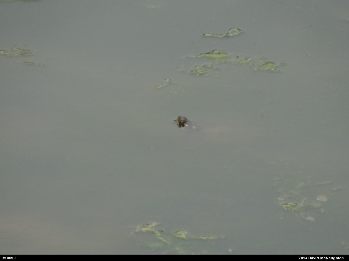 Eastern Painted Turtle