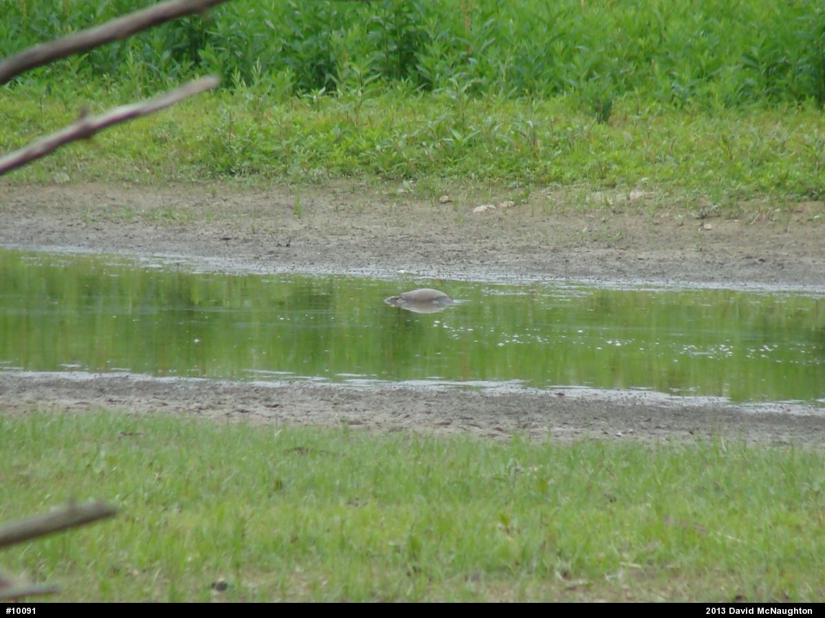 Eastern Painted Turtle