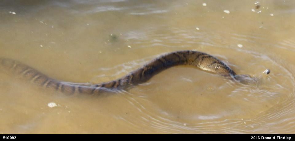 Northern Watersnake