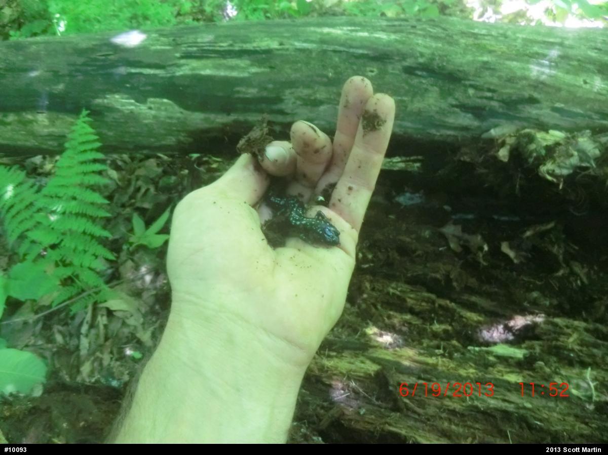 Northern Slimy Salamander