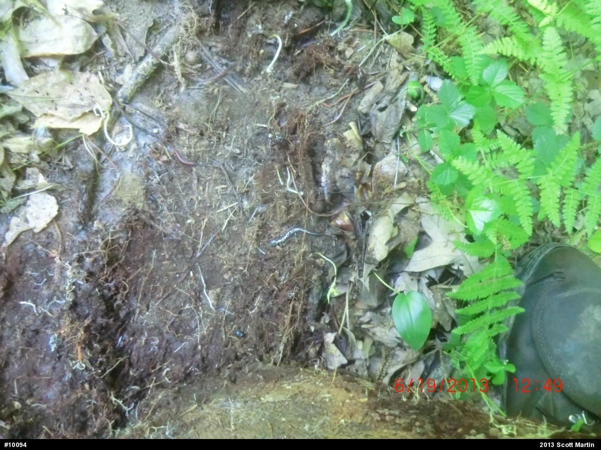 Northern Slimy Salamander