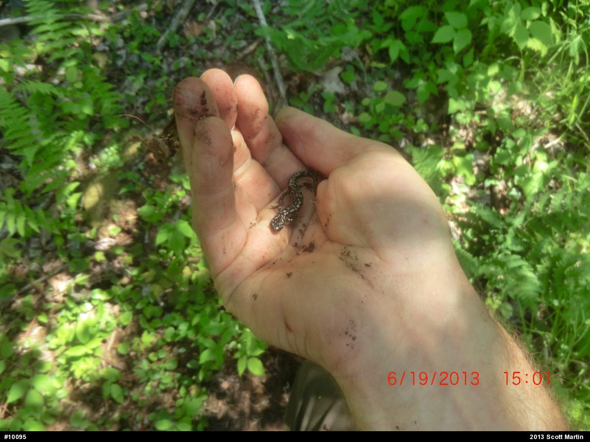 Northern Slimy Salamander