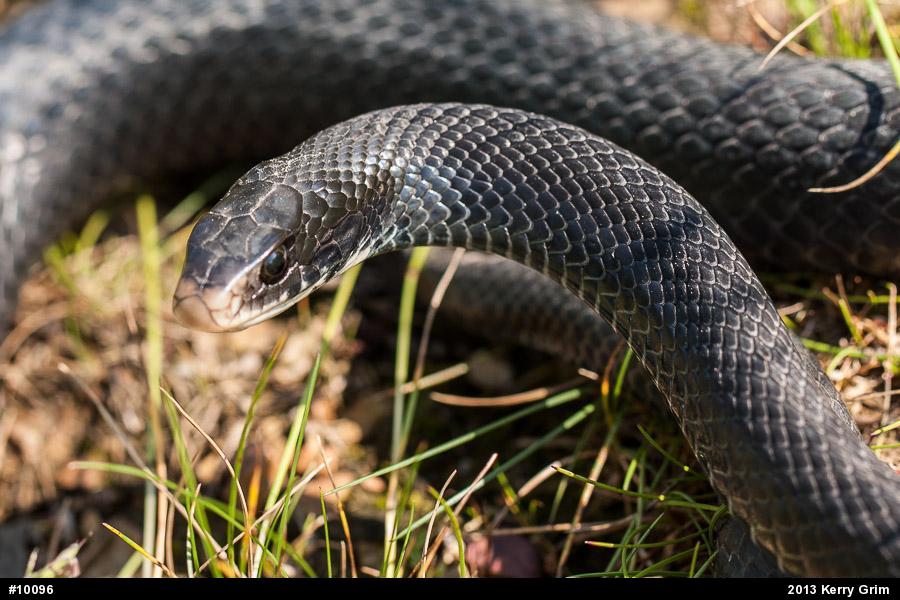 Northern Black Racer