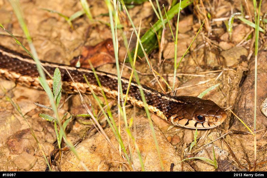 Eastern Gartersnake