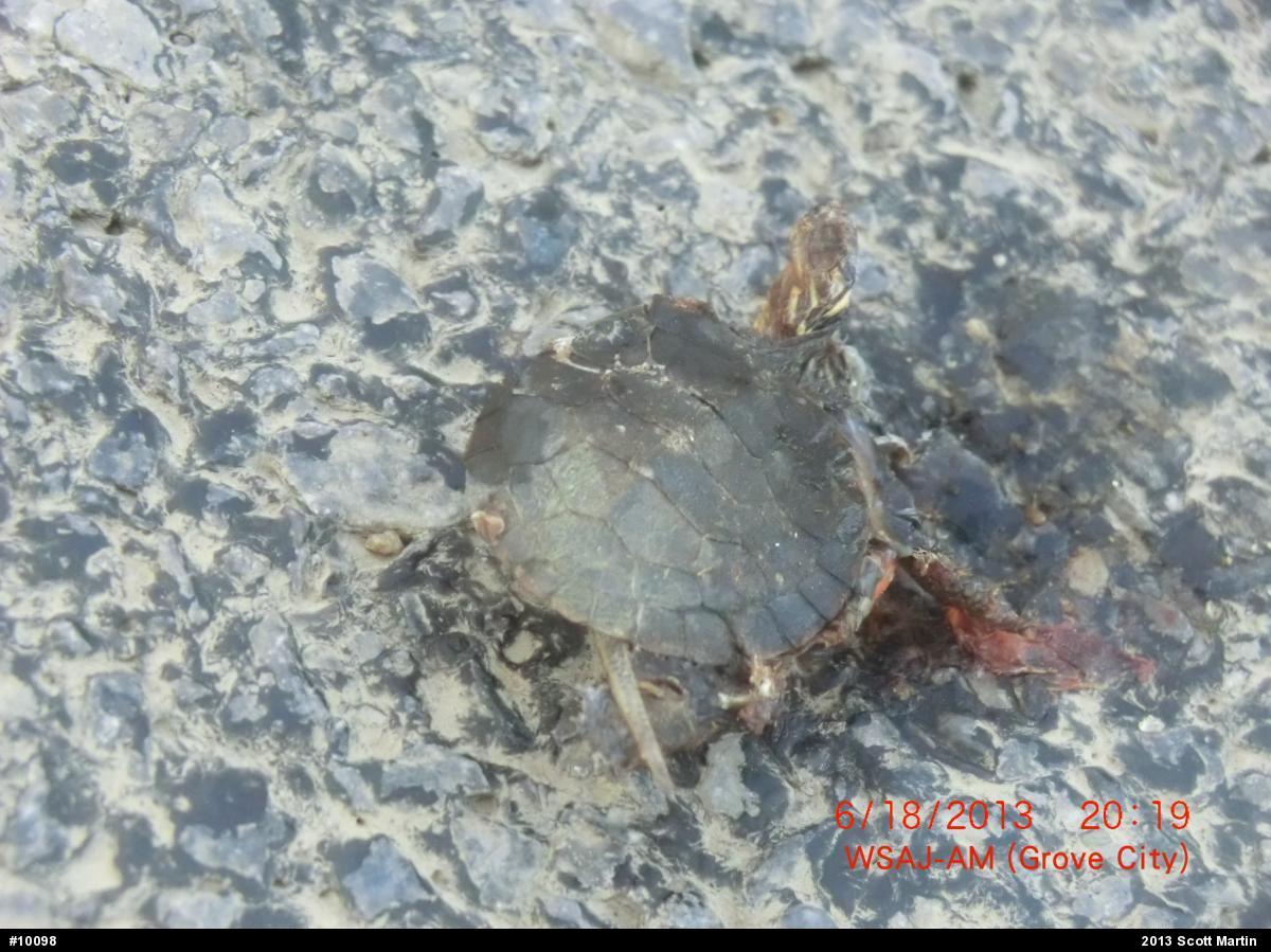 Midland Painted Turtle