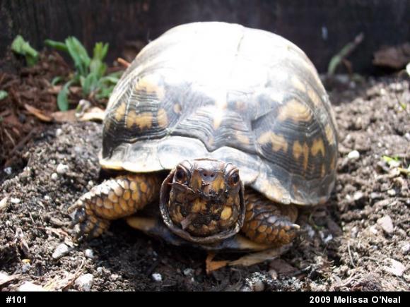 Eastern Box Turtle