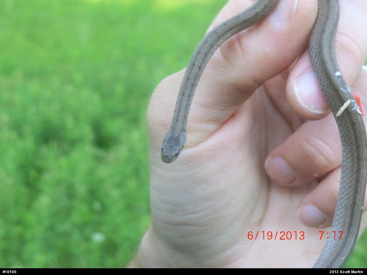 Dekay's Brownsnake