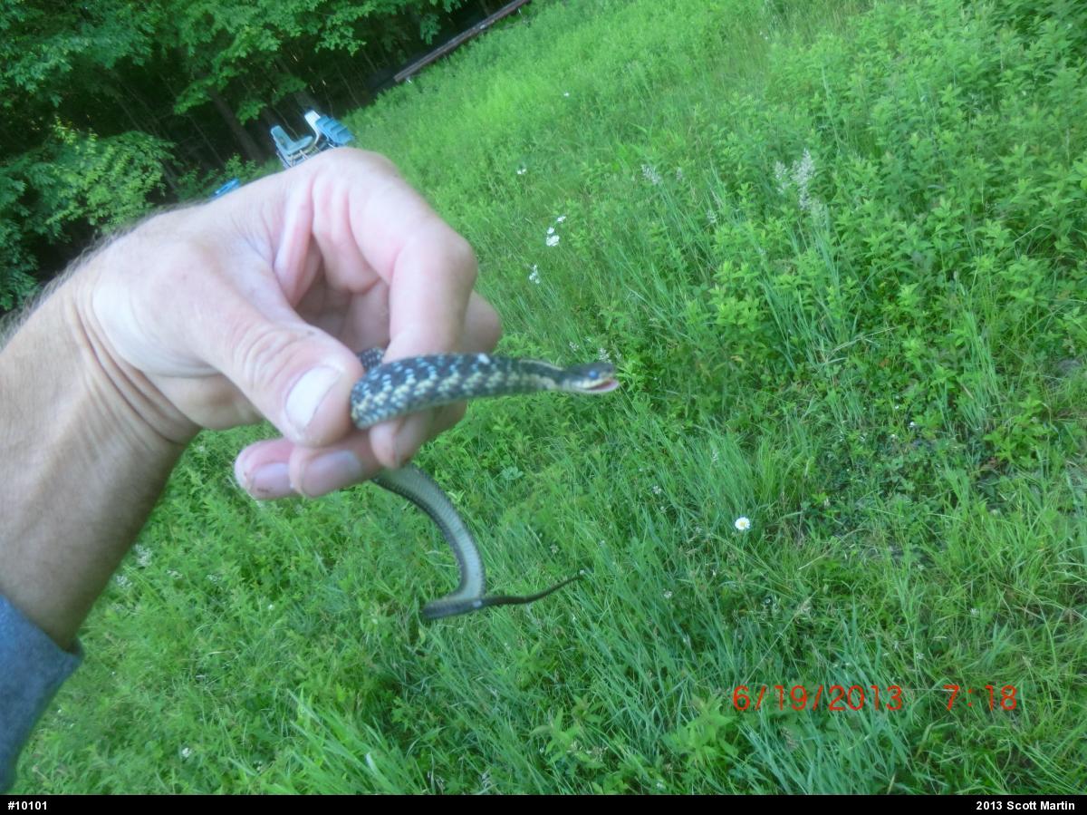 Eastern Gartersnake