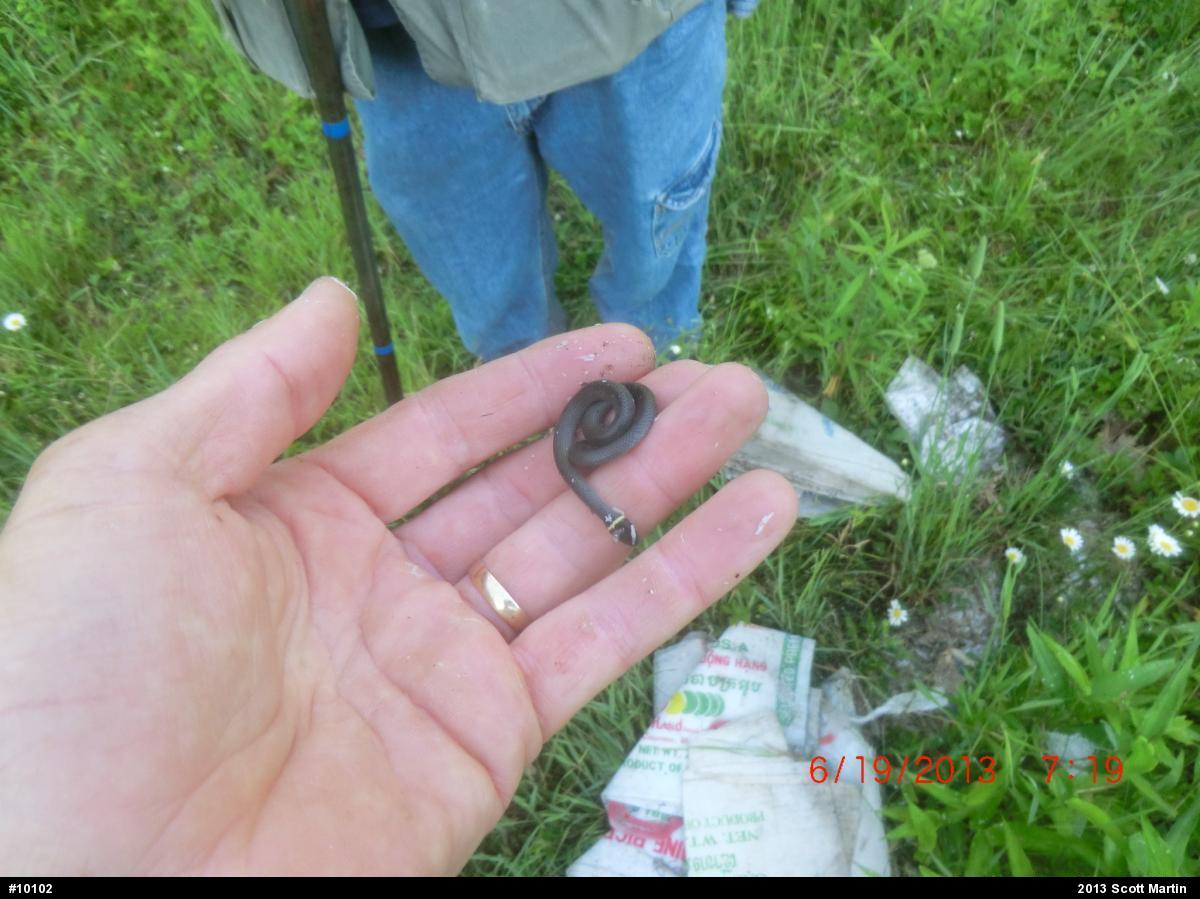 Northern Ring-necked Snake