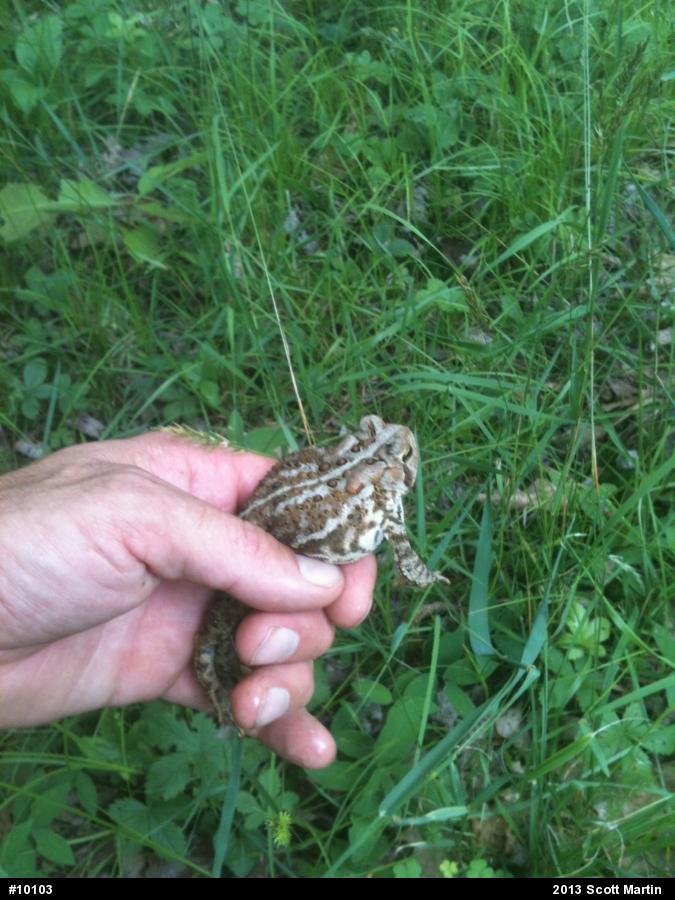Eastern American Toad