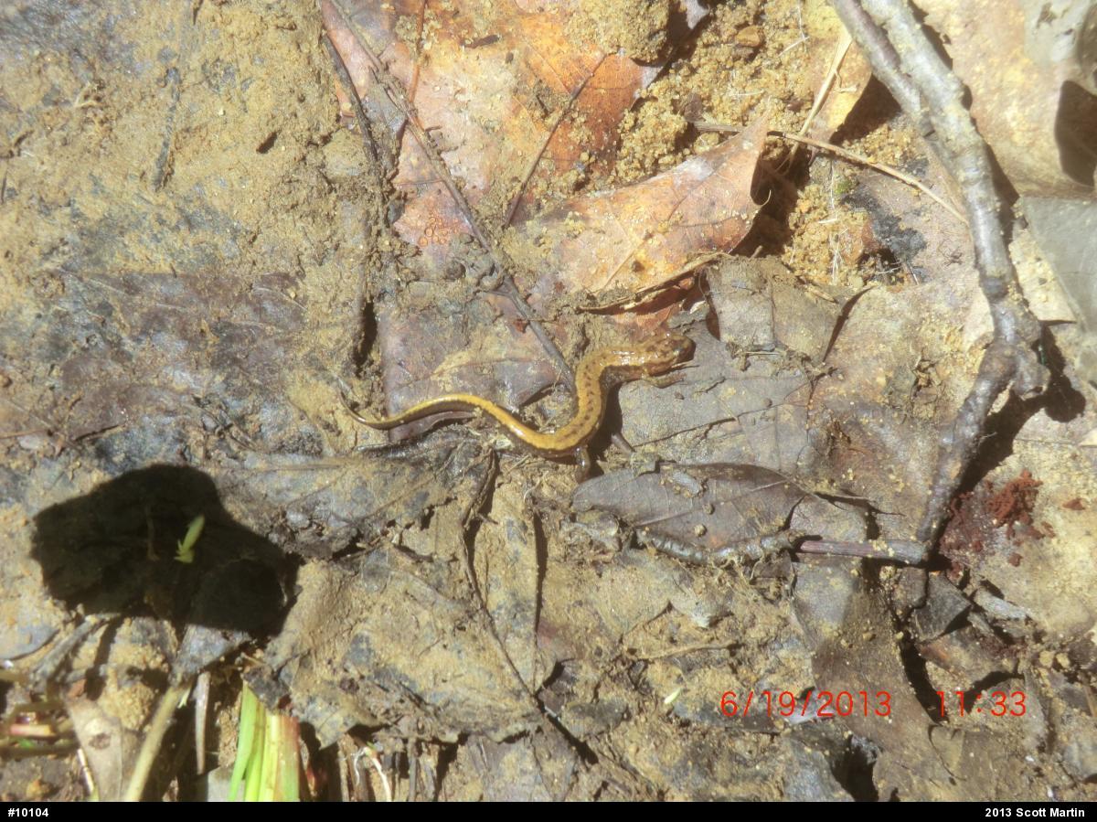 Allegheny Mountain Dusky Salamander