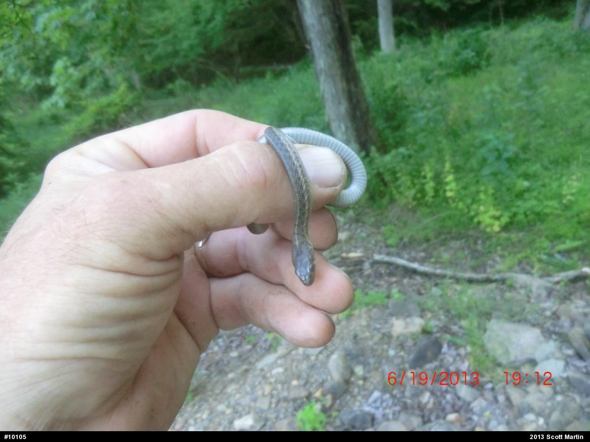 Eastern Gartersnake