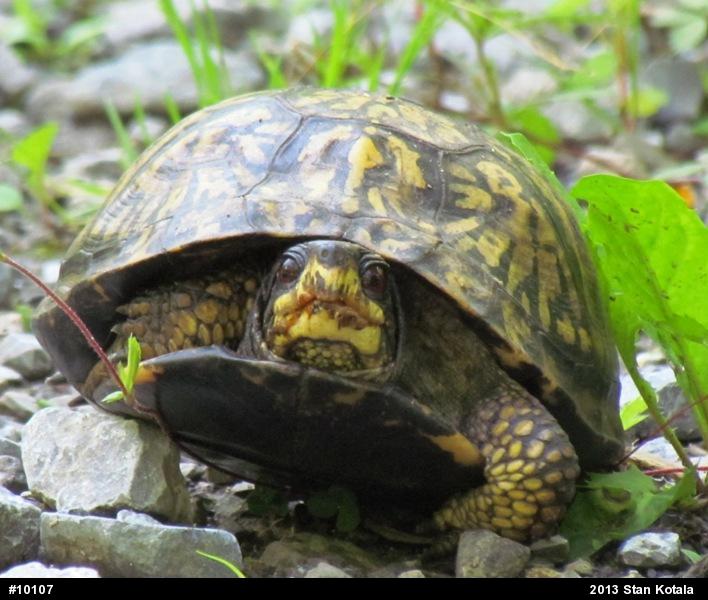 Eastern Box Turtle
