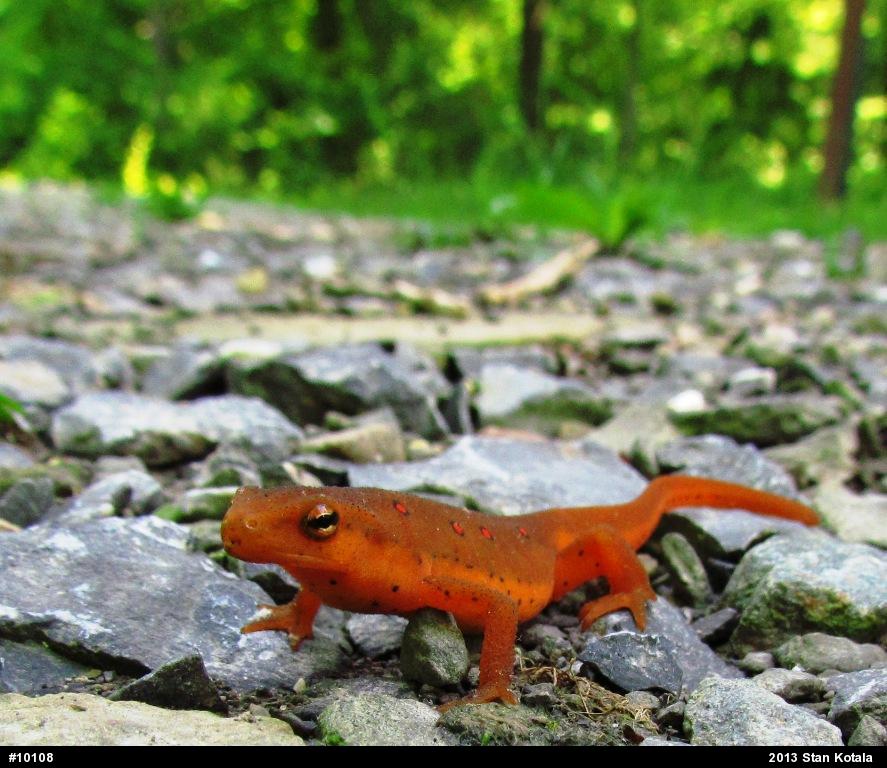 Red-spotted Newt