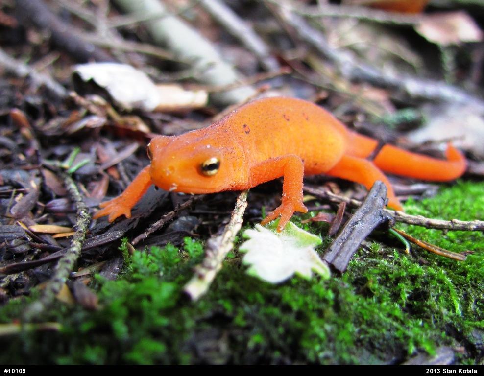 Red-spotted Newt