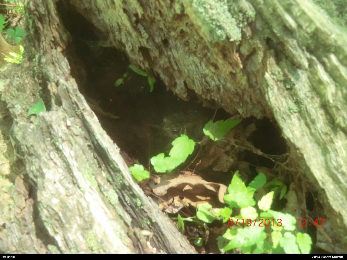 True Toads