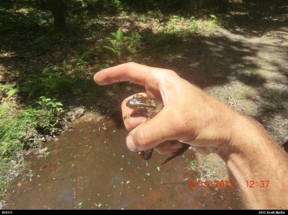 Green Frog