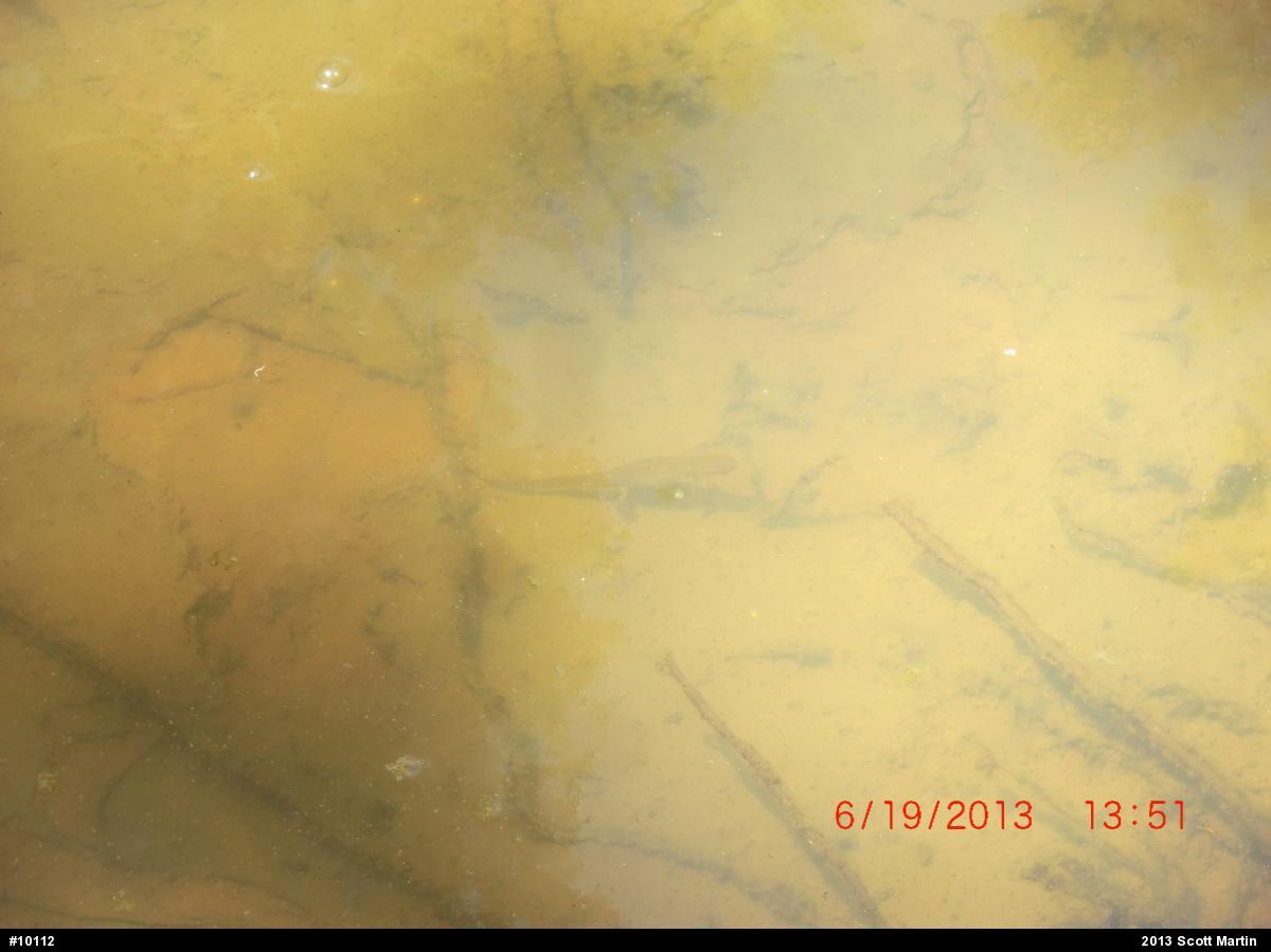 Red-spotted Newt