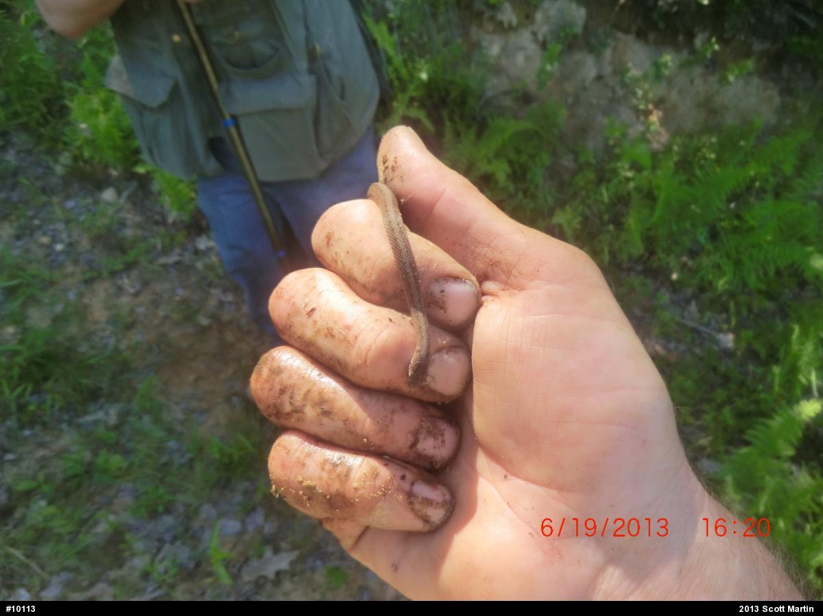 Dekay's Brownsnake