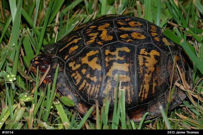 Eastern Box Turtle