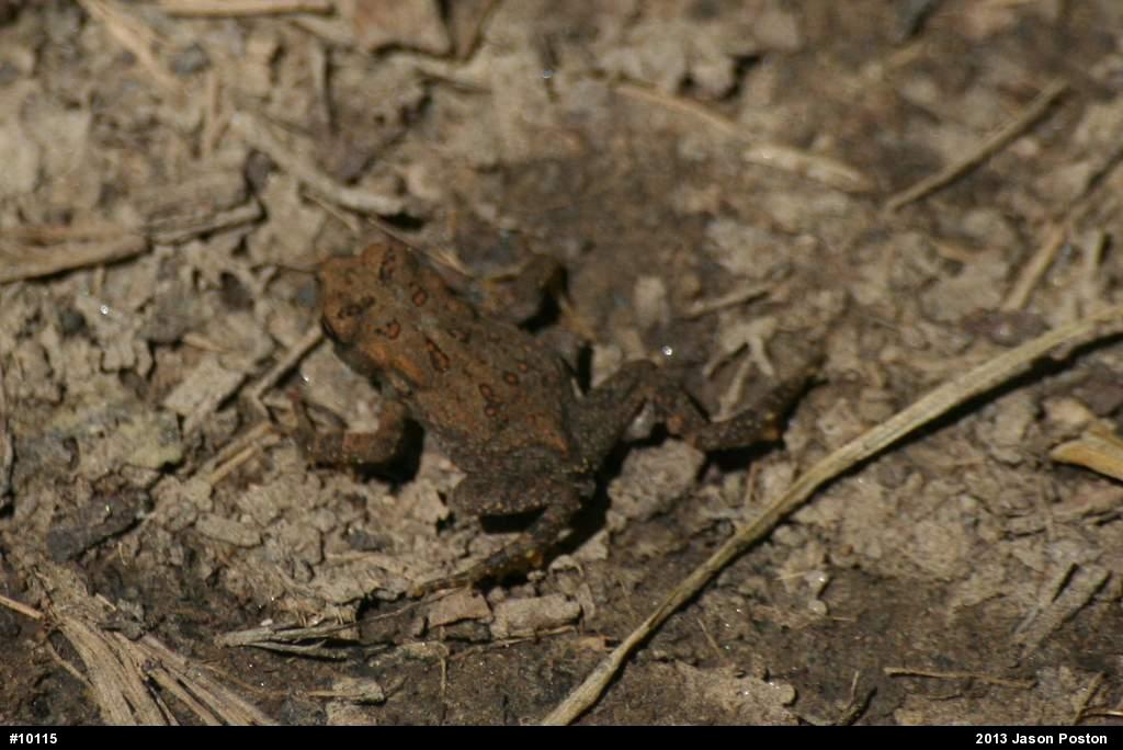 Eastern American Toad