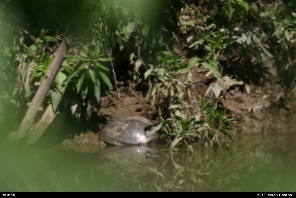 Eastern Spiny Softshell
