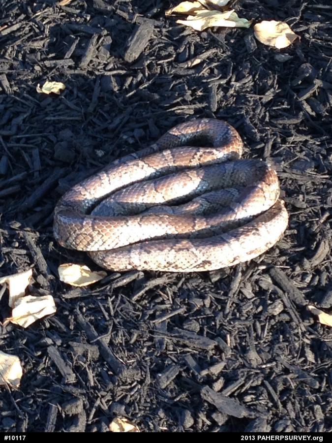 Eastern Milksnake