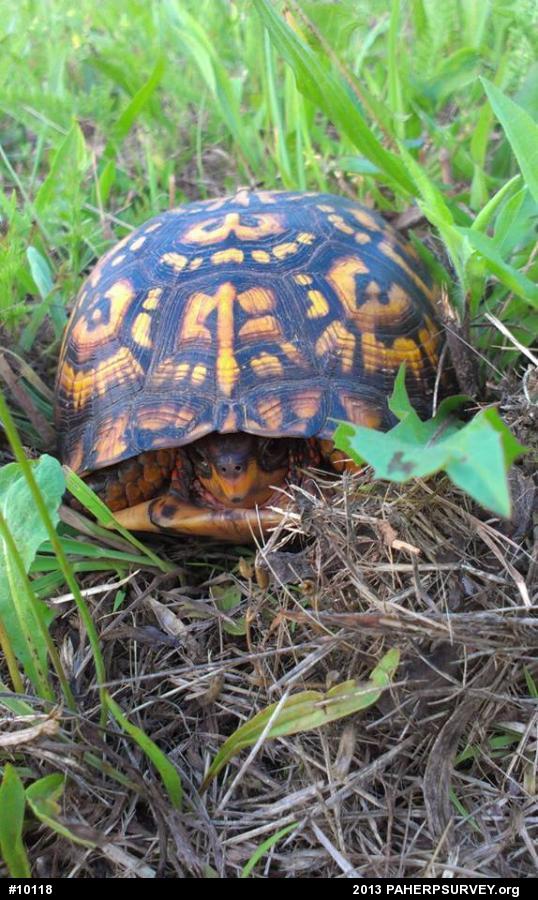 Eastern Box Turtle