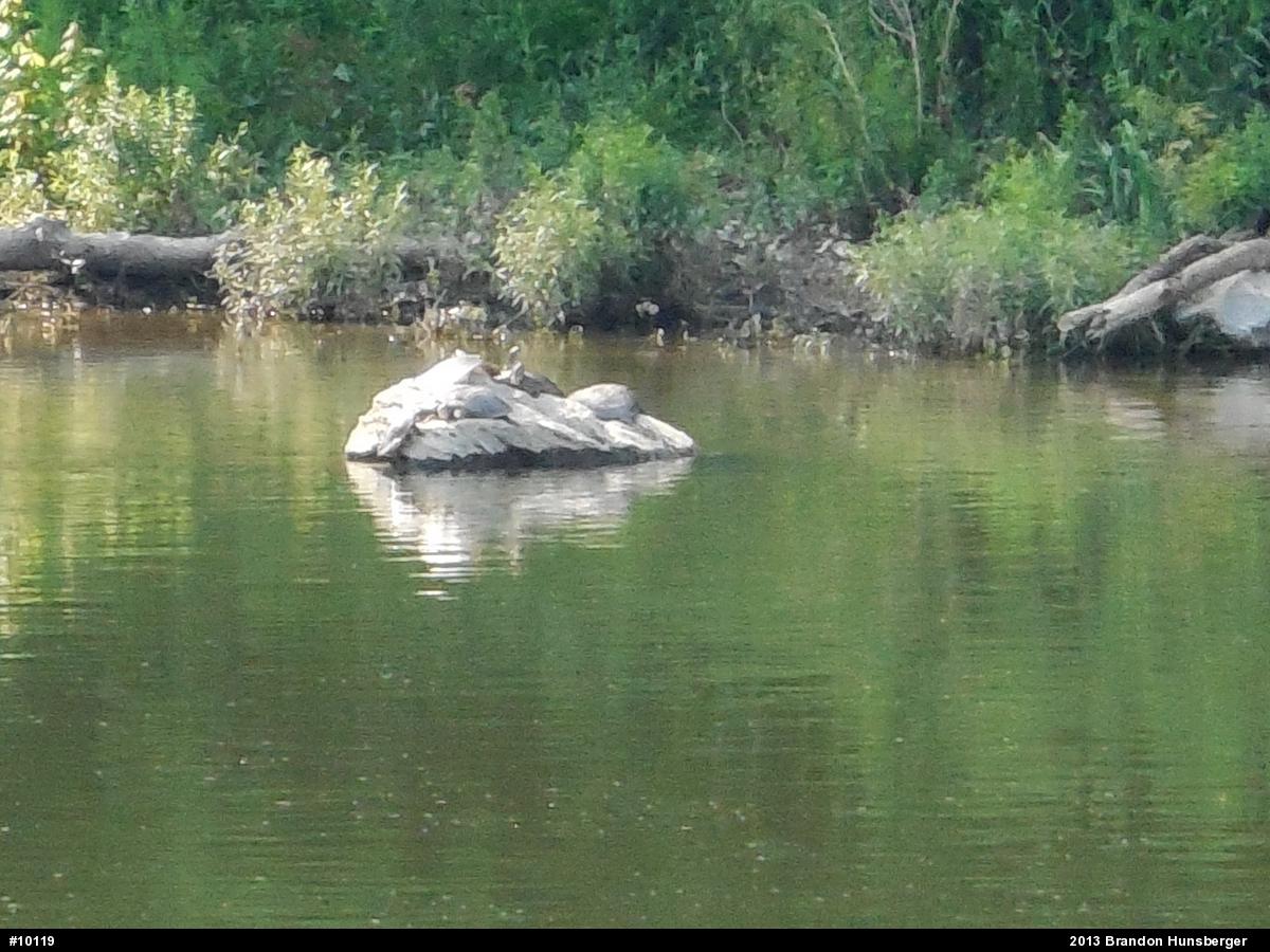 Eastern Spiny Softshell