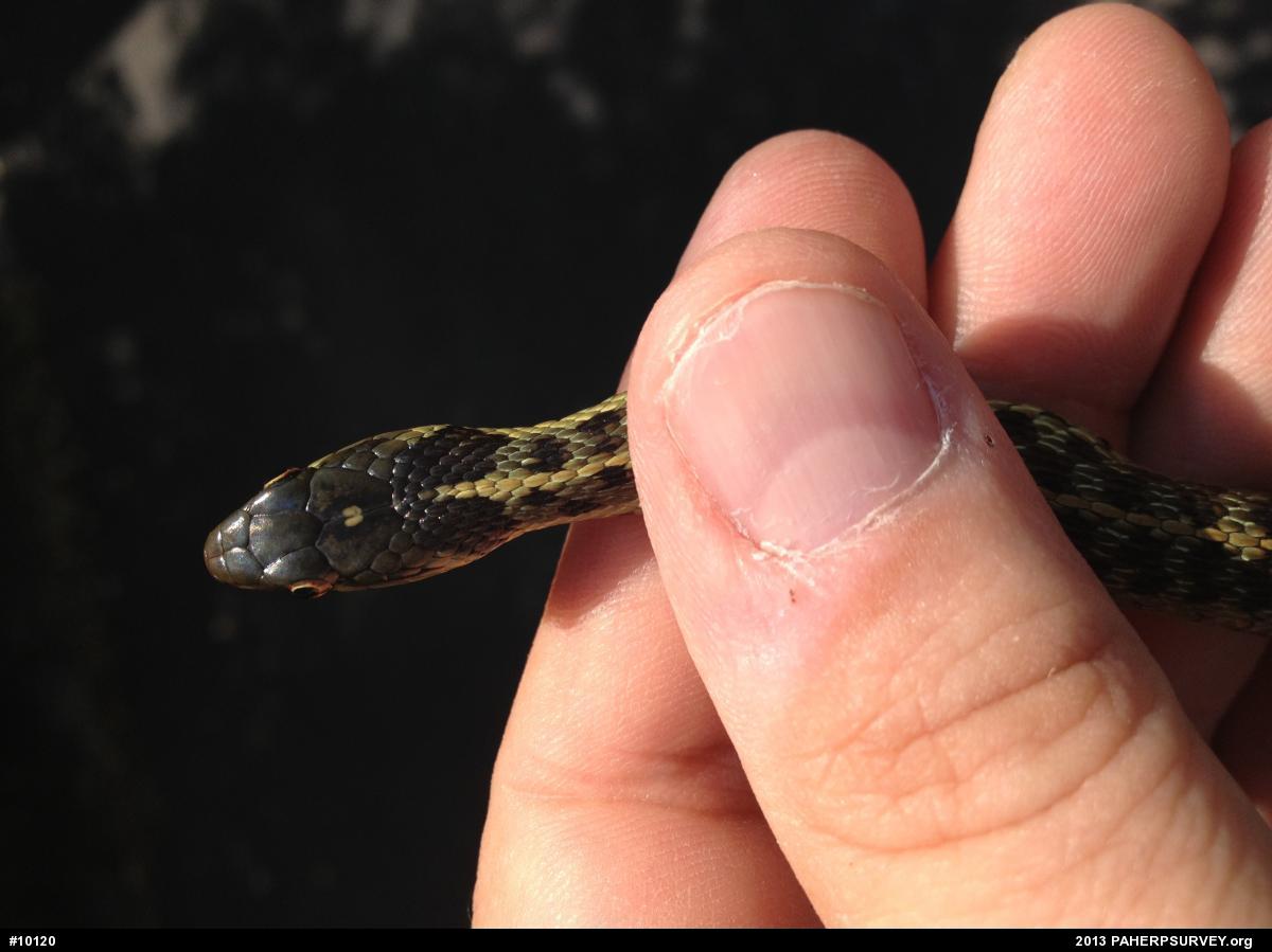 Eastern Gartersnake