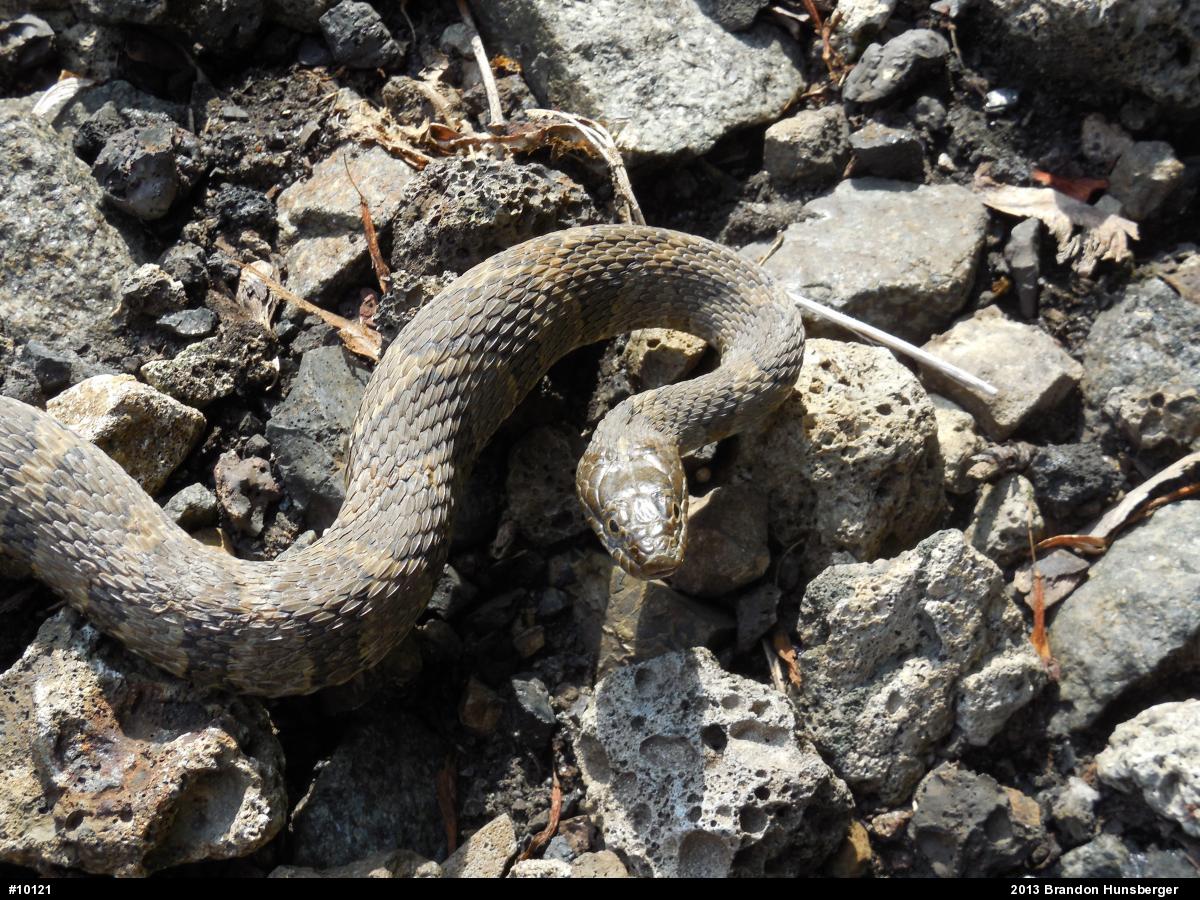 Northern Watersnake